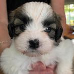boomer pups, Dieren en Toebehoren, Honden | Chihuahua's en Gezelschapshonden, Rabiës (hondsdolheid), Overige rassen, 8 tot 15 weken
