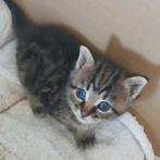 1 prachtige kitten 23 mei geboren,mag  naar een nieuw huis, Dieren en Toebehoren, Katten en Kittens | Overige Katten, Meerdere dieren