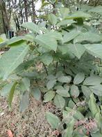 Walnotenboom klein, Tuin en Terras, Planten | Bomen, Ophalen of Verzenden, Overige soorten