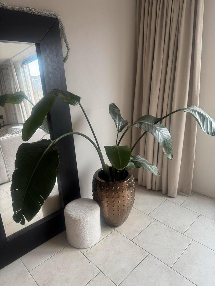 Bronzen Vaas Pot L Eric Kuster Look incl. gratis plant, Tuin en Terras, Bloempotten, Gebruikt, Metaal, Binnen, 70 cm of meer, 25 tot 40 cm