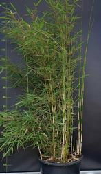 Fargesia Robusta Campbell | Niet-Woekerende Haag Bamboe, Overige soorten, Vaste plant, Ophalen of Verzenden, Bloeit niet