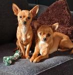 Chihuahua's, Dieren en Toebehoren, Honden | Chihuahua's en Gezelschapshonden, Meerdere, Meerdere dieren, Chihuahua, 3 tot 5 jaar