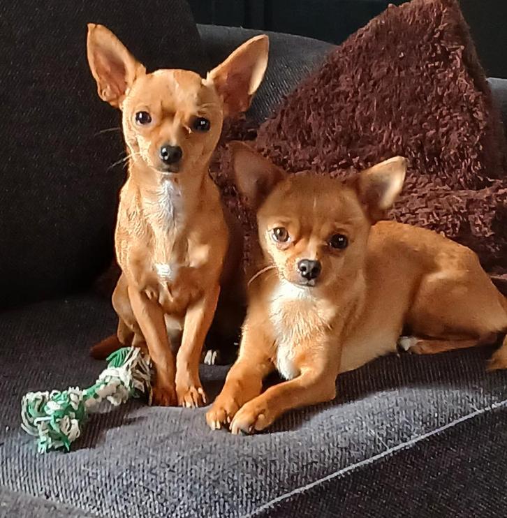 Chihuahua's, Dieren en Toebehoren, Honden | Chihuahua's en Gezelschapshonden, Meerdere dieren, Chihuahua, Particulier, Meerdere