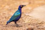 Purper glansspreeuwen - lamprotornis purpureus, Meerdere dieren, Tropenvogel, Geringd