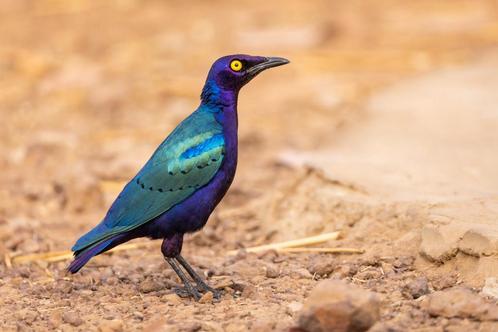 Purper glansspreeuwen - lamprotornis purpureus, Dieren en Toebehoren, Vogels | Overige Vogels, Tropenvogel, Meerdere dieren, Geringd