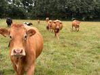 Vlees rundvlees bbq direct van de boer koe limousine puur, Ophalen