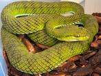 Parias (trimeresurus) whitteni vrouw, Slang, 0 tot 2 jaar