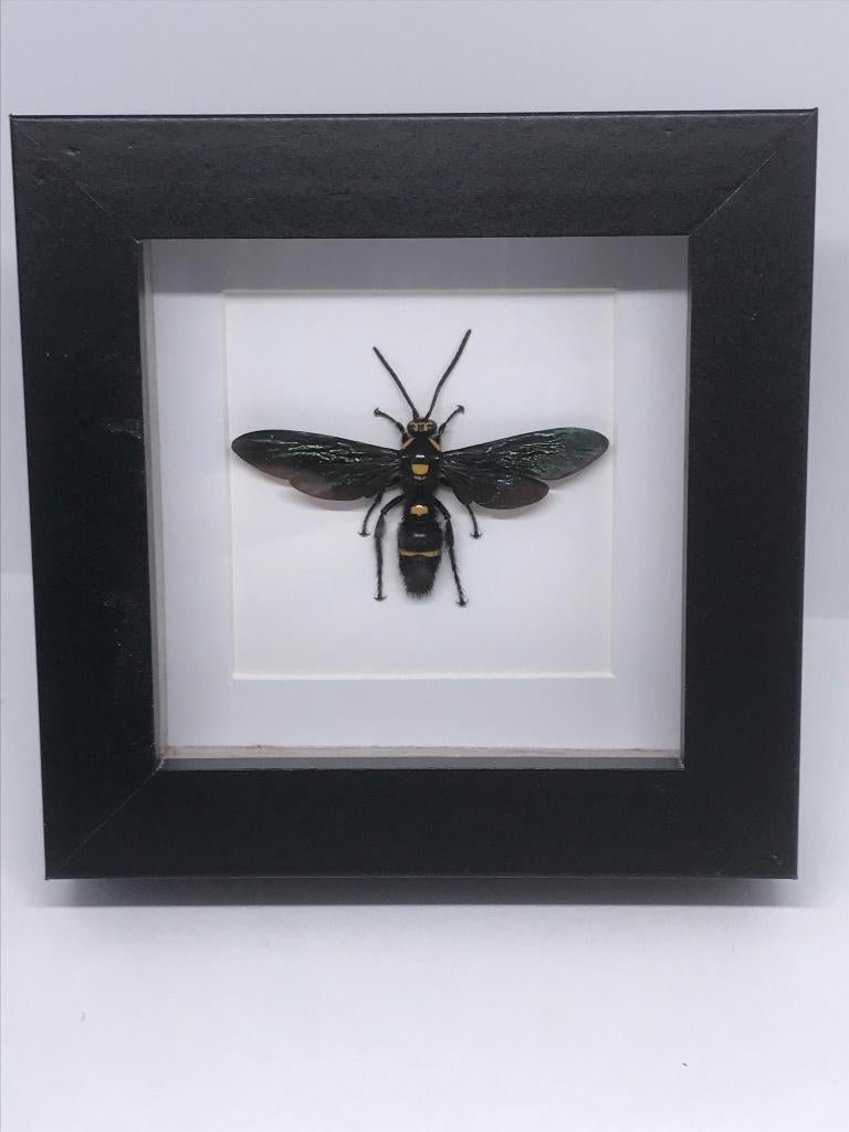 insekt Megacolia Procer (wesp), Ophalen of Verzenden, Nieuw, Insect, Opgezet dier