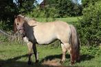 Konik pony merrie, Dieren en Toebehoren, Pony's, C pony (1.27m tot 1.37m), 7 tot 10 jaar, Recreatiepony, Merrie