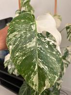 Monsrera albo variegata stekje, Ophalen of Verzenden, Halfschaduw, Minder dan 100 cm