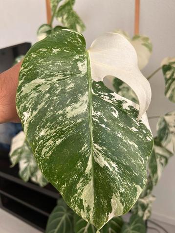 Monsrera albo variegata stekje beschikbaar voor biedingen