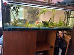 Aquarium - 380l - op termijn leeg, Ophalen, Gebruikt, Leeg aquarium