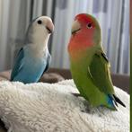 Agepornis koppel, Dieren en Toebehoren, Meerdere dieren, Dwergpapegaai of Agapornis, Tam