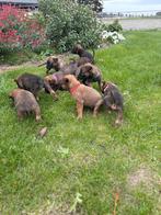 Mechelse herder puppy’s, Dieren en Toebehoren, Vrouwelijk, Schaap