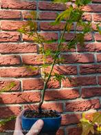 Japanse Esdoorn Acer, Ophalen of Verzenden, Minder dan 100 cm, Overige soorten