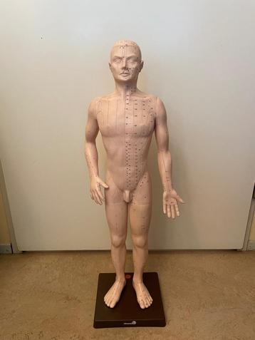 Acupunctuur pop (man) 72 cm beschikbaar voor biedingen