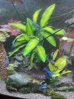 Te koop blauwe florida kreeft €10,- per stuk, Dieren en Toebehoren, Vissen | Aquariumvissen, Kreeft, Krab of Garnaal, Zoetwatervis