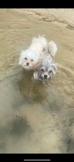 2 mini Maltezer x Boomer, Dieren en Toebehoren, Particulier, Rabiës (hondsdolheid), Meerdere, Maltezer