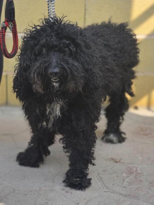 ACE: Fellaini is zeer aanhankelijk en enorm trouw, Dieren en Toebehoren, Honden | Retrievers, Spaniëls en Waterhonden, Reu, Overige rassen