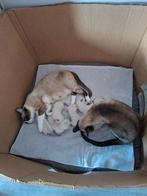 Siamees/snowbengaal kittens, Geslacht onbekend, Ontwormd, 0 tot 2 jaar
