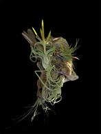 Mooie Tillandsias op drijfhout, Ophalen, Overige soorten, Minder dan 100 cm