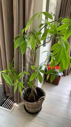 Pachira Aquatica kamerplant geldboom plant, Ophalen, Overige soorten, Minder dan 100 cm