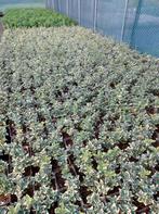 Kardinaalsmuts. Euonymus fort emerald gaiety. Vakbeplanting, Tuin en Terras, Overige soorten, Vaste plant, Ophalen of Verzenden