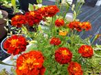 Afrikaantjes Carmen zaad uit biologische tuin, Tuin en Terras, Bloembollen en Zaden, Ophalen of Verzenden, Voorjaar, Volle zon