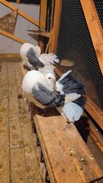 Duiven te koop, Dieren en Toebehoren, Vogels | Duiven, Meerdere dieren, Overige soorten