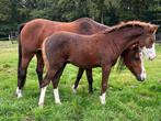 Oude advertentie nieuwe pony: Welsh merrie, Merrie, Niet van toepassing, 0 tot 2 jaar, C pony (1.27m tot 1.37m)