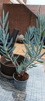 Senecio curio mount Everest, Huis en Inrichting, Ophalen, Halfschaduw, Minder dan 100 cm
