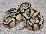 Python regius pastel enchi desert ghost man, Dieren en Toebehoren, Reptielen en Amfibieën, Slang, 0 tot 2 jaar