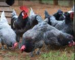 Poule de Bresse Gauloise Blue, Dieren en Toebehoren, Pluimvee, Meerdere dieren, Kip