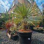 Super stoere  Yucca Rostrata ‘Blue Swan’  op stam, Ophalen of Verzenden, Zomer, Overige soorten, Volle zon
