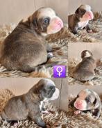 American Bully XL pups met ABKC stamboom, Overige rassen, CDV (hondenziekte), 8 tot 15 weken, Meerdere