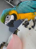 Jonge Super Tamme ara papegaai!!, Dieren en Toebehoren