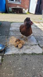 Kip met kuikens, Dieren en Toebehoren, Pluimvee, Meerdere dieren, Kip