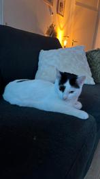 Europese korthaar poes Nora 9mnd, Dieren en Toebehoren, Katten en Kittens | Raskatten | Korthaar, Poes, Gechipt, 0 tot 2 jaar