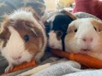 Cavia’s, Dieren en Toebehoren, Knaagdieren, Cavia, November, Meerdere dieren, Tam