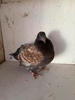 Duiven, Meerdere dieren, Postduif