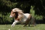 Stal aangeboden kleine shet / falabella, Dieren en Toebehoren, Stalling en Weidegang, Stalling, 1 paard of pony