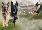 Unieke kans: pups combi Nero x Quinta voor sport & plezier, CDV (hondenziekte), 8 tot 15 weken, Meerdere, Meerdere dieren