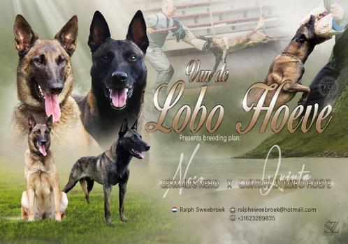 Unieke kans: pups combi Nero x Quinta voor sport & plezier, Dieren en Toebehoren, Honden | Herdershonden en Veedrijvers, Meerdere dieren