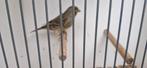 Mooie pop kanarie 10 euro, Dieren en Toebehoren, Vogels | Kanaries, Vrouwelijk, Kleurkanarie