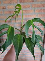 Monstera Burle Marx Flame – Zeldzame schoonheid te koop!, Ophalen of Verzenden, Halfschaduw, Minder dan 100 cm