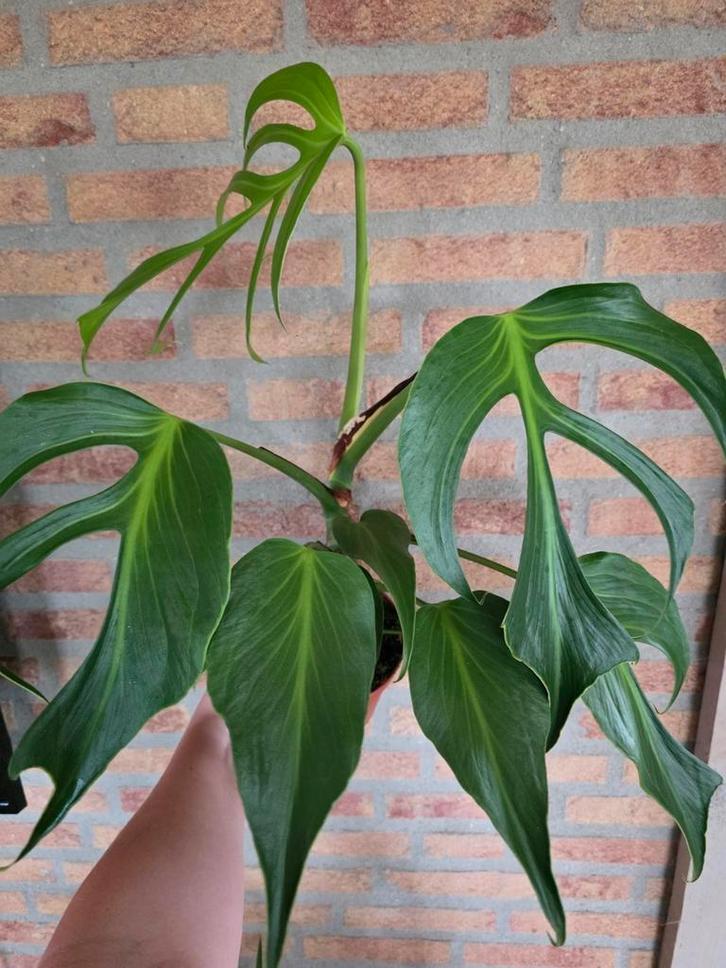 Monstera Burle Marx Flame – Zeldzame schoonheid te koop!, Huis en Inrichting, Kamerplanten, Minder dan 100 cm, Halfschaduw, Ophalen of Verzenden