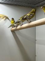 Europese Sijs - wildkleur, Ivoor en Bruin, Dieren en Toebehoren, Vogels | Overige Vogels, Meerdere dieren, Wildzangvogel, Geringd