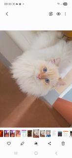 Mooie lieve ragdoll, Dieren en Toebehoren, Katten en Kittens | Raskatten | Langhaar, Kater, Ontwormd, 0 tot 2 jaar