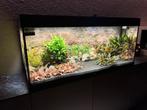 Te koop: Aquarium 120 x 50 x 40, Ophalen, Zo goed als nieuw, Gevuld zoetwateraquarium