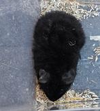 Nog 1 Caviabeertje geboren 5 augustus, Dieren en Toebehoren, Knaagdieren, Cavia, Augustus, Mannelijk, Tam